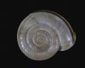 Chilostoma cingulatum